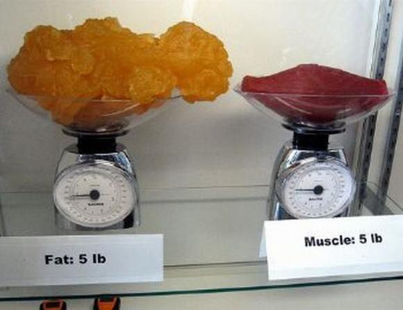 Name:  Fat and muscle..jpg
Views: 3382
Size:  27.6 KB