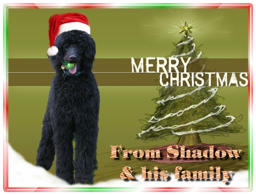 Name:  shadow-christmas-card-3.jpg
Views: 35154
Size:  291.5 KB