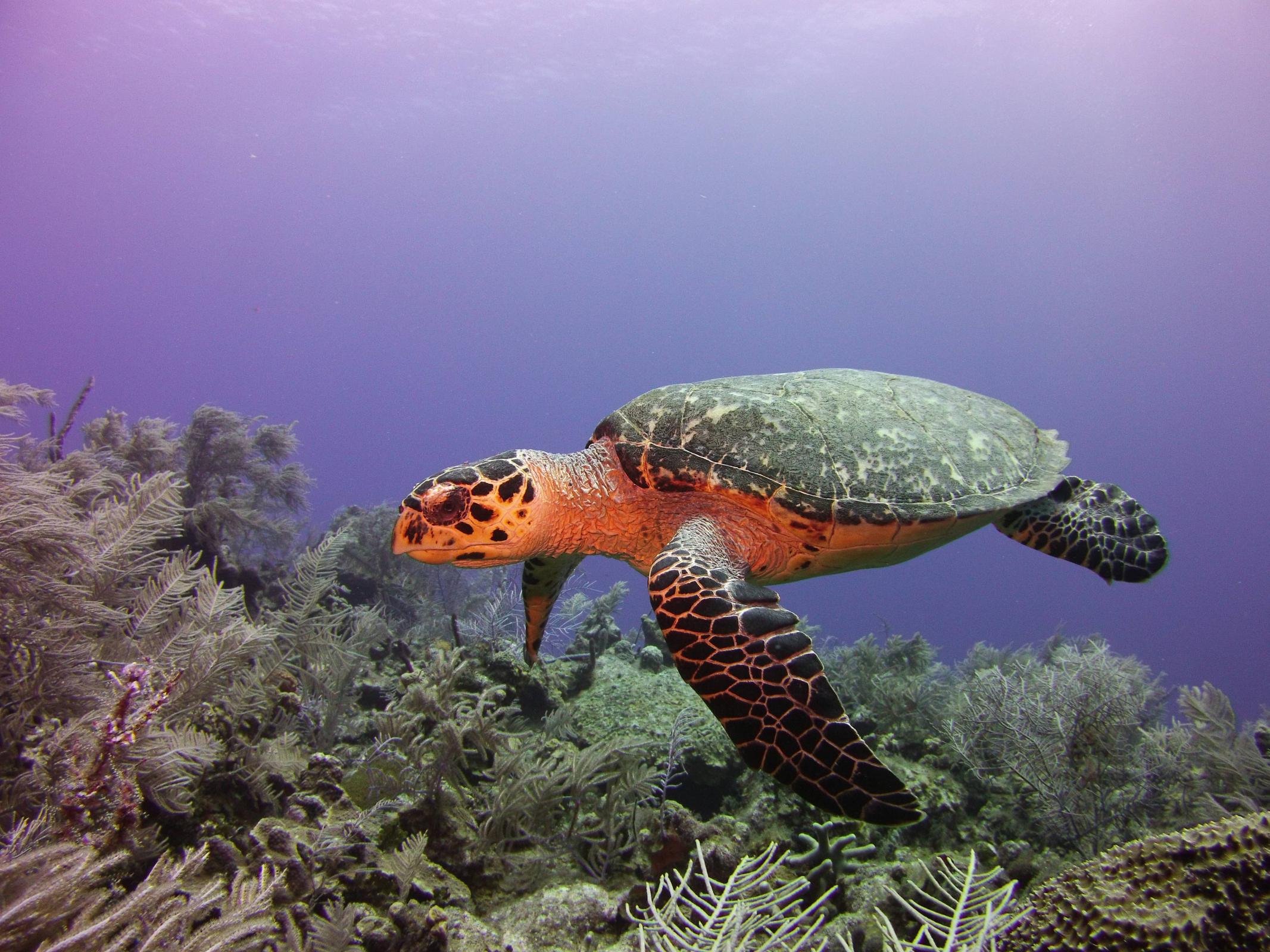 Name:  turtle15.jpg
Views: 529
Size:  451.9 KB