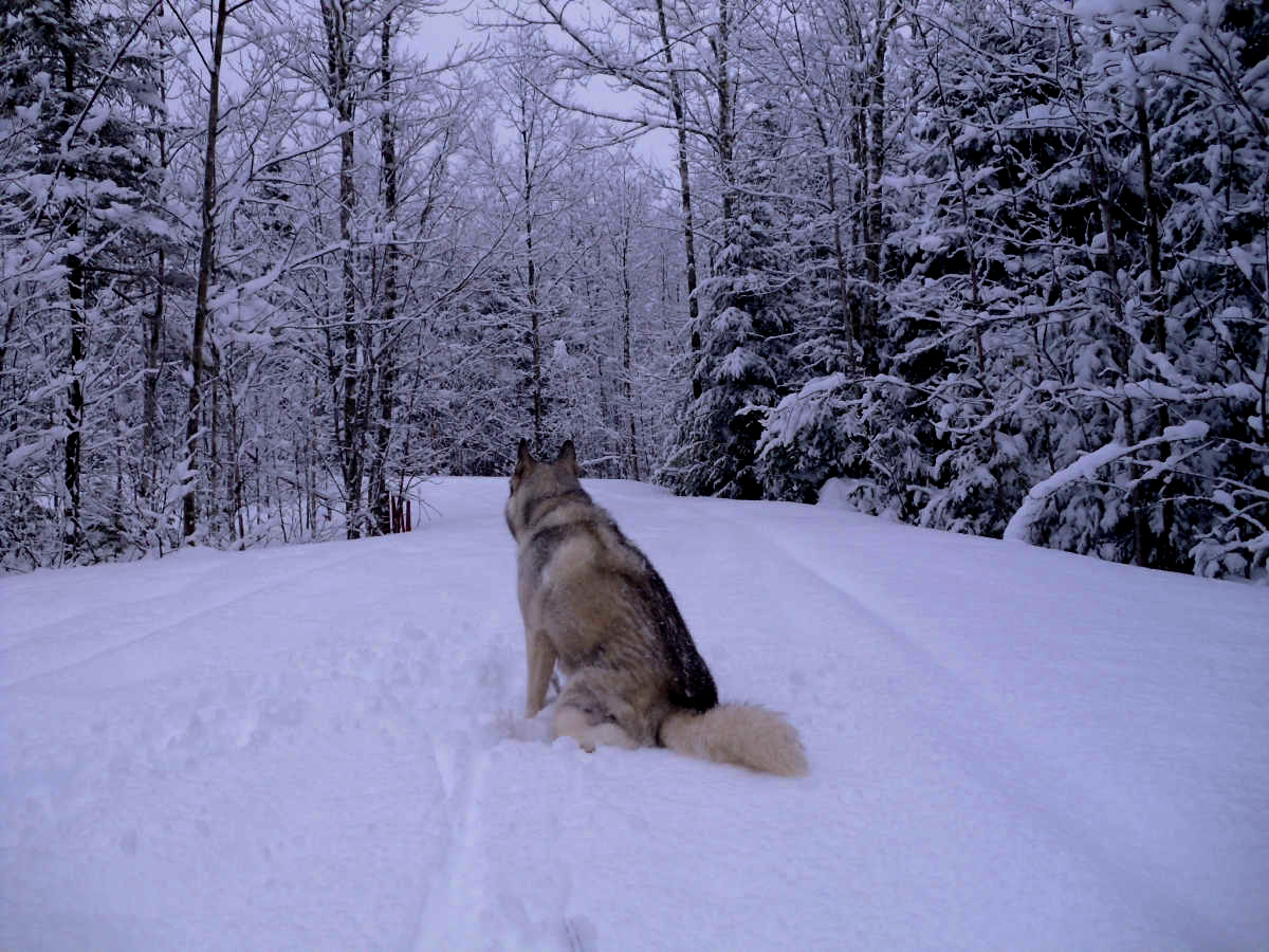 Name:  Snow dog. (1).jpg
Views: 2002
Size:  424.9 KB