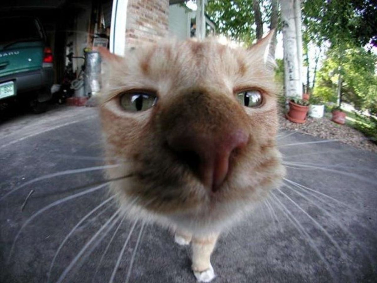 Name:  Cat_Fisheye.jpg
Views: 5467
Size:  124.2 KB