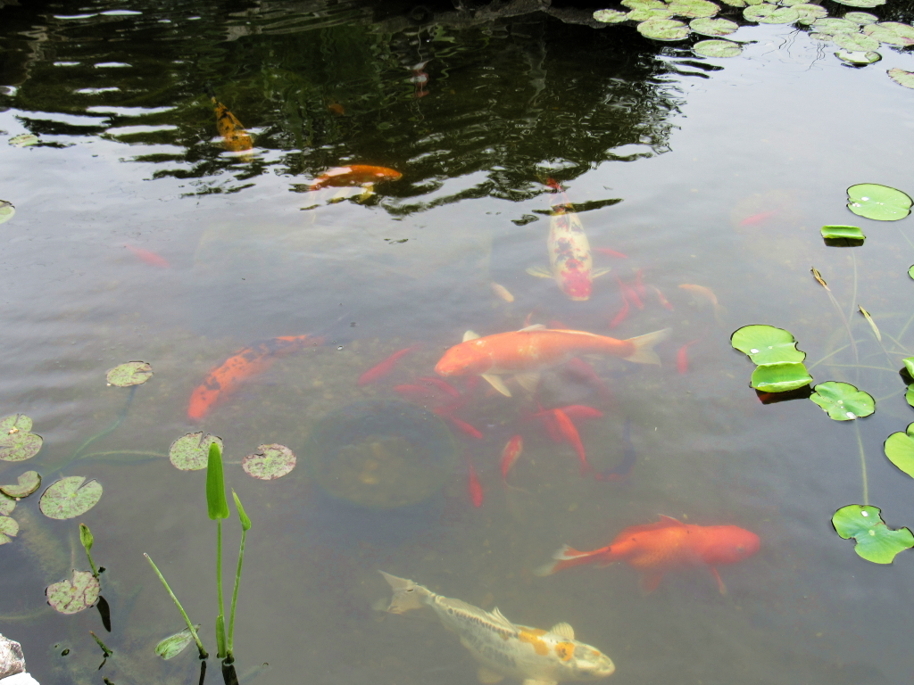 Name:  pond-fish.jpg
Views: 20337
Size:  648.7 KB