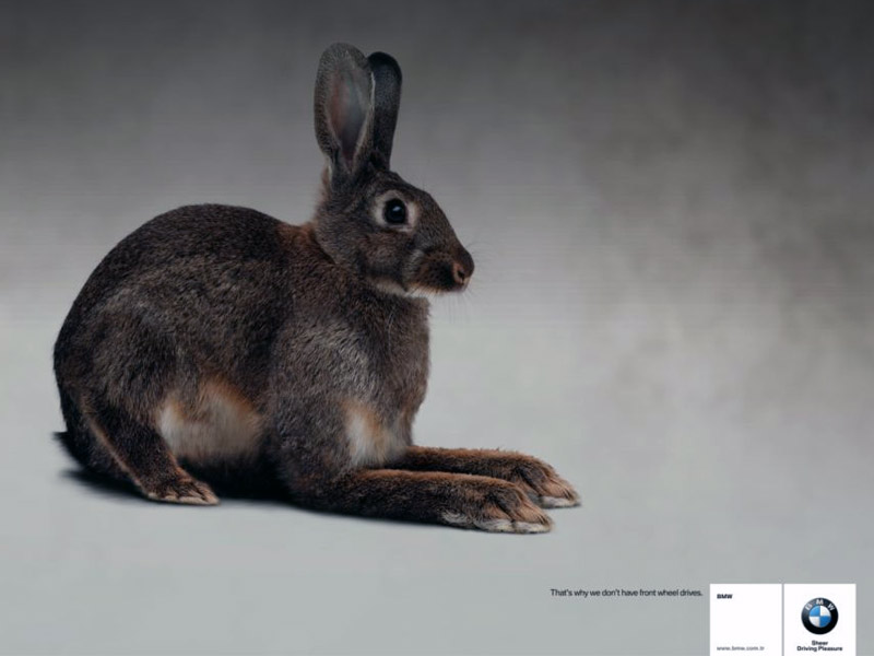 Name:  bunny.jpg
Views: 3999
Size:  55.3 KB