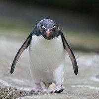Penguinius's Avatar